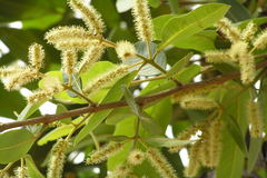 Terminalia arjuna
